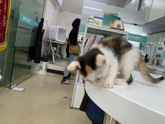 -瑞派动物医院·猫专科·至诚(江南中分院)