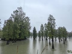 -池杉湖湿地公园