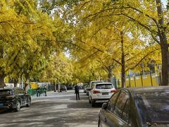 -三里屯东五街银杏大道
