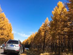 -塞罕坝国家级自然保护区