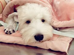 -爱侣宠医·鹦鹉专科·小型哺乳类·异宠专科(灵石路店)