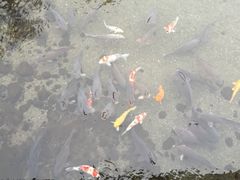 -水前寺成趣园