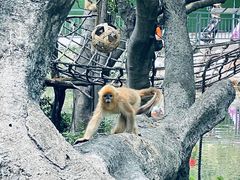 -深圳野生动物园
