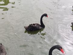 -广州长隆飞鸟乐园