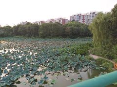 -新江湾城公园