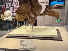 -北京周口店北京人遗址博物馆