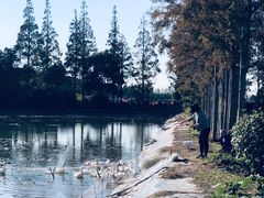 景点-上海长兴岛郊野公园