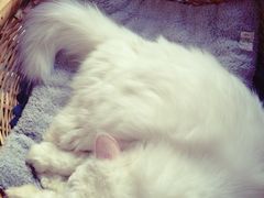 iphone_upload_pic-Anne猫窝咖啡屋