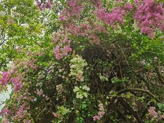 -深圳国际园林花卉博览园