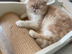 -飞行喵MR PILOT|猫舍·猫咖(静安大融城店)