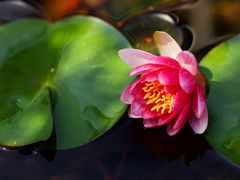 -上海滨江森林公园