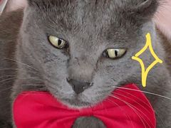 -喵屿·大理花园猫咖