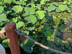 -洛阳市隋唐城遗址植物园