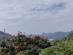 -深圳仙湖植物园