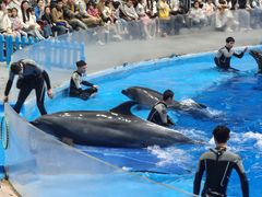 -海合安成都极地海洋公园