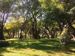 -王借岗森林公园