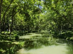 -青枫公园