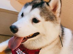 -Husky Go! 哈士奇体验馆·宠物咖啡厅狗咖