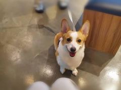 -PETKIT 小佩宠物·低压洗护·美容·寄养(安远店)