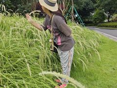 -王借岗森林公园