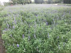 -静之湖湖畔餐厅