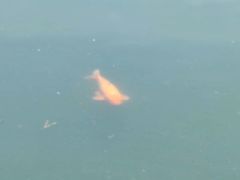 -碧中海汤泉汗蒸酒店