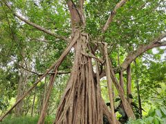 -中国科学院西双版纳热带植物园
