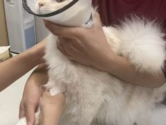 -瑞鹏宠物医院·骨科·猫科·内科(第一中心)