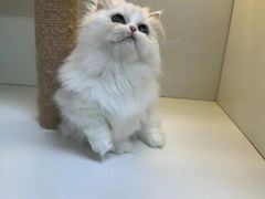-十月米努特矮脚猫舍