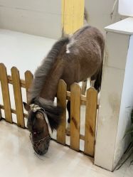 -Moni星球萌宠·小马宝莉·灵蛇·高端高阶全萌宠互动体验俱乐部(红豆国际广场店)