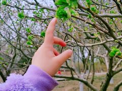 -东升八家郊野公园