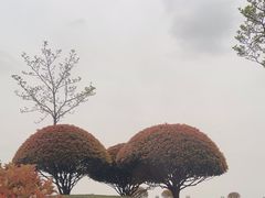 -合肥滨湖国家森林公园