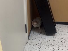 -瑞派康怡24h宠物医院·犬猫医疗中心·微创绝育(瑞景分院)