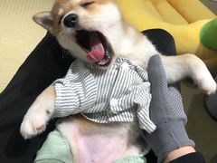 -逗柴咖啡屋·狗咖猫咖宠物桌游