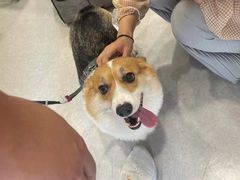 -艾吉宠物医院·疑难杂症转诊中心·猫友好(碧江路院)