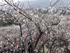 -香雪海