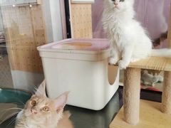 -十年猫舍·猫咪专门店(普陀店)