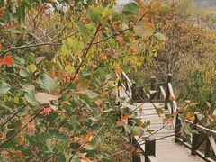 -大岭沟猕猴桃谷风景区