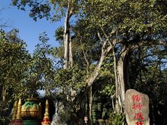 -瑞丽独树成林风景区