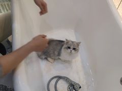-momokira米努特·德文卷毛猫·棉花面纱犬