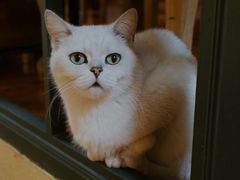 -猫小院猫主题餐厅(南锣旗舰店)