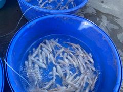 -华声天桥民俗文化园