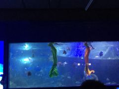 -重庆欢乐海底世界
