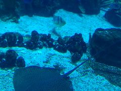 -迪拜水族馆及水下动物园