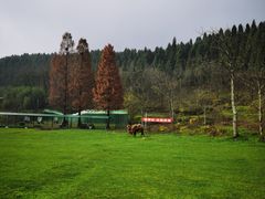 -武陵山森林公园