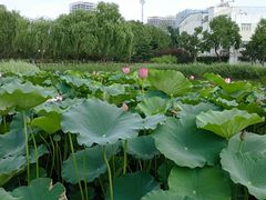 -西海子公园