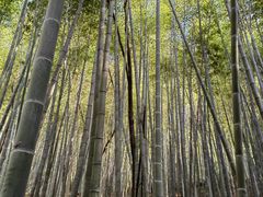 -上海佘山国家森林公园天马山园