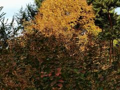 -国家植物园南园