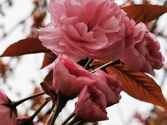 -高东镇樱花园