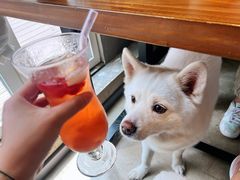 -百好乐宠物友好餐厅(朝外大街店)